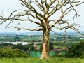 Old tree to Hernhill